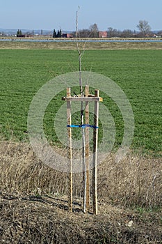Mesh tree guard protecting young tree from wildlife damage. Seedling or sapling fenced with metal wire protective mesh