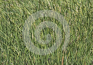 Mesilla Bosque grass. photo