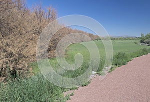 Mesilla Bosque northern view. photo