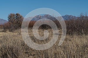 Mesilla Valley Bosque Park,Organ Mountain view, New Mexico photo