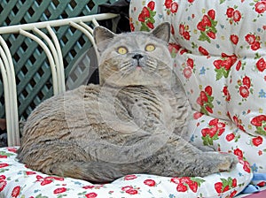 Mesmerised pedigree british shorthair cat on chaise