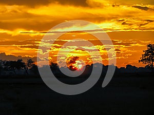 Mesmerising, beautiful and golden sunset behind the tree