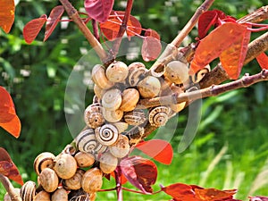 Mesmerising picture of snails, awesome nature