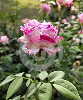 Mesmerising Pink Flower with leaves in a Par