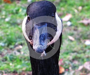 Mesmerized Canada Goose