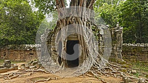 Mesmerizing Angkor Wat temple surrounded by beautiful by trees and growing roots