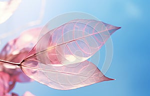 Mesmerizing Blotted Beauty: A Vibrant Purple and Pink Leaf in Perfect Placement