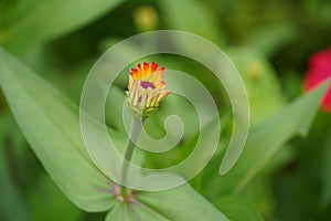 A mesmerizing close-up shot of a Zinnia flower bud, its petals still unfurling (Zinnia elegans)