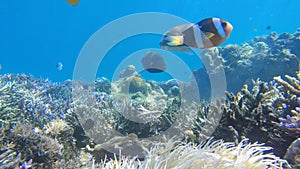 Mesmerizing footage of tropical fish and coral reef