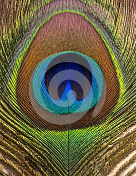 Vibrant Peacock Feather Macro Detail