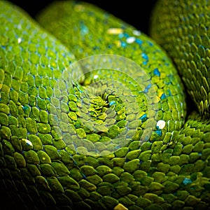 Macro Detail of Coiled Green Python Scales