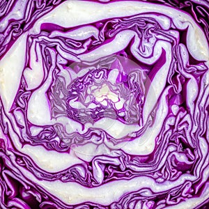 Abstract Macro View of Red Cabbage Layers