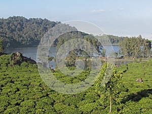 Mesmerizing panorama of Patenggang lake02 photo