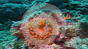 Mesmerizing Rainbow Bubble tip Anemone coral with a clown fish under the sea.