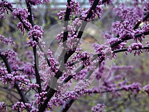 Mesmerizing redbud tree in full blossom and branches covered with small pink flowers