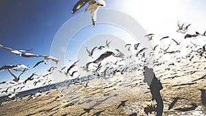 Mesmerizing scenery of a flock of seagulls on Brighton Beach, New York