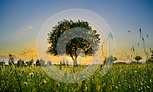 Mesmerizing shot of a big tree and field flowers at sunset