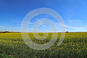 Mesmerizing shot of cultivated colorful raps field in Germany