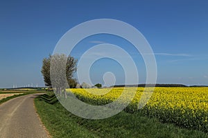 Mesmerizing shot of cultivated colorful raps field in Germany