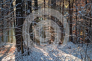 Mesmerizing shot of the natural landscpaes covered with snow on a cold winter day