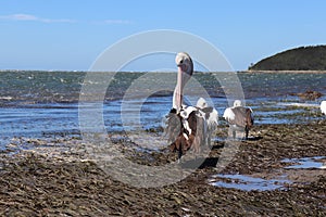 Mesmerizing shot of pelican birds in Culburra Beach, South Coast in Australia under the blue sky