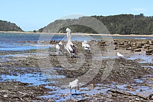 Mesmerizing shot of pelican birds and seagulls in Culburra Beach, South Coast in Australia