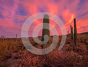 Mesmerizing shot of the pink sunset sky over the cactus plants growing in a desert