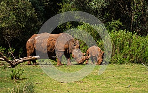 Mesmerizing shot of rhinoceroses on the green grass at daytime