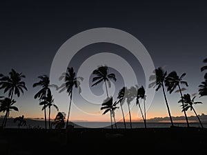 Mesmerizing shot of silhouetted palm trees at sunset alongside the beach in Maui, Hawaii