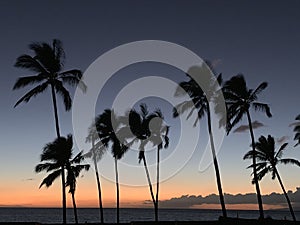 Mesmerizing shot of silhouetted palm trees at sunset alongside the beach in Maui, Hawaii