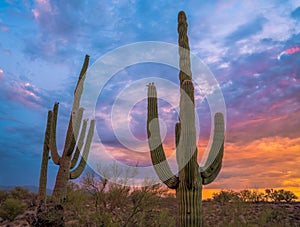 Mesmerizing shot of the sunset sky over the cactus plants growing in a desert