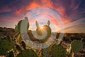 Mesmerizing shot of the sunset sky over the cactus plants growing in a desert