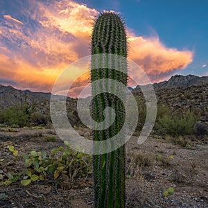 Mesmerizing shot of the sunset sky over the cactus plants growing in a desert