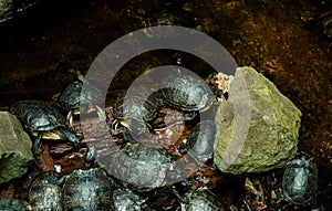 A mesmerizing sight unfolds as a cluster of turtles glides gracefully