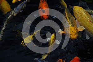 Mesmerizing special beautiful colors koi fishes in clear fresh water