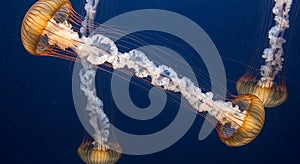 Group of Compass Jellyfish with orange tentacles swimming in dark blue ocean water