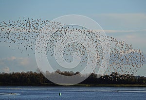 Mesmerizing view of a flock of birds flying in the sky above the river