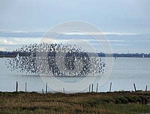 Mesmerizing view of a flock of birds flying in the sky above the sea