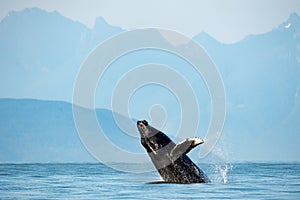 Mesmerizing view of Humpback whale breach jumping in the air