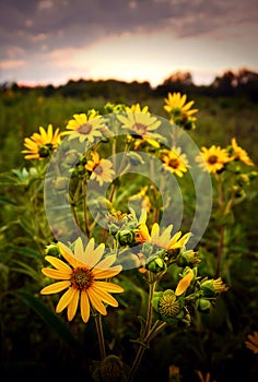 Mesmerizing view of Prairie Dock wildflowers in the fields in Missouri during sunset