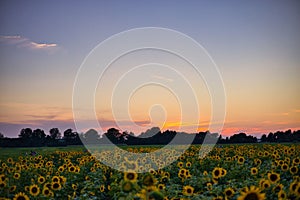 Mesmerizing view of sunflowers grown in the field with the sunset sky on the background