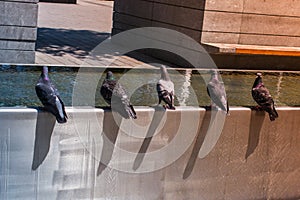 Mesmerizing view of thirsty pigeons drinking water on a hot day