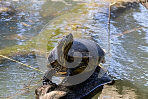 Meso-American slider, Trachemys venusta photo