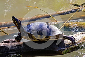 Meso-American slider, Trachemys venusta photo