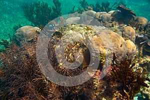 Mesoamerican barrier Great Mayan Reef