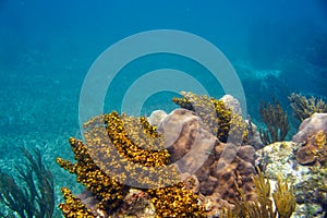 Mesoamerican barrier Great Mayan Reef
