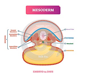 Mesoderm vector illustration. Labeled medical diagram with embryo structure