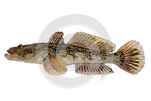 Mesogobius batrachoeephalus