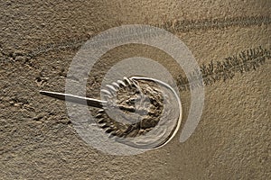 Mesolimulus walchi or Xiphosura fossil imprint on stone
