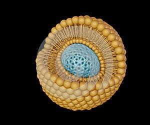 mesoporous silica nanoparticle inside of lipid bilayer